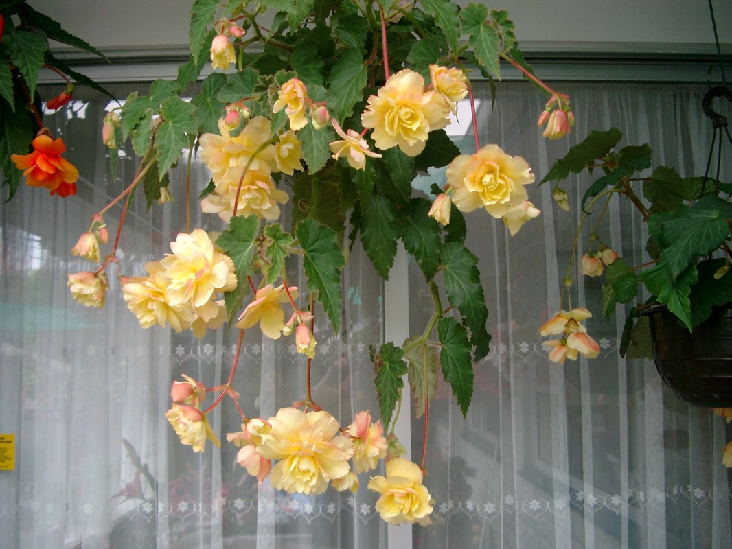 B. ‘Lemon Trails’